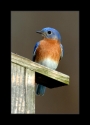 p7_Male_Eastern_Bluebird_by_Wessonnative.jpg