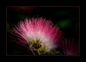 p2_Mimosa_Bloom_II_by_Wessonnative.jpg
