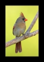 Female_Northern_Cardinal_1_by_Wessonnative.jpg