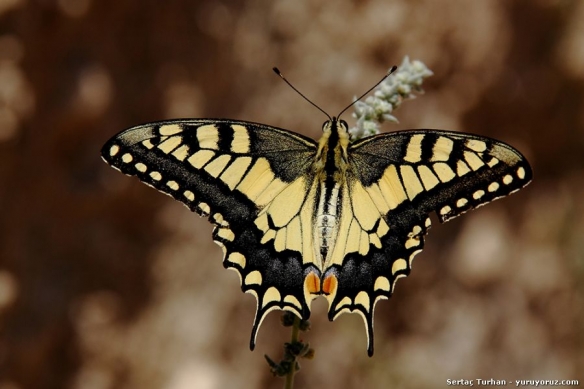 kirlangic-kuyruk-Papilio-machaon-04.JPG