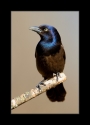Common_Grackle_by_Wessonnative.jpg