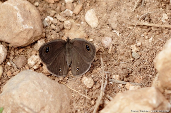 Butterflies_Adana-Dokuztekne_(3).JPG